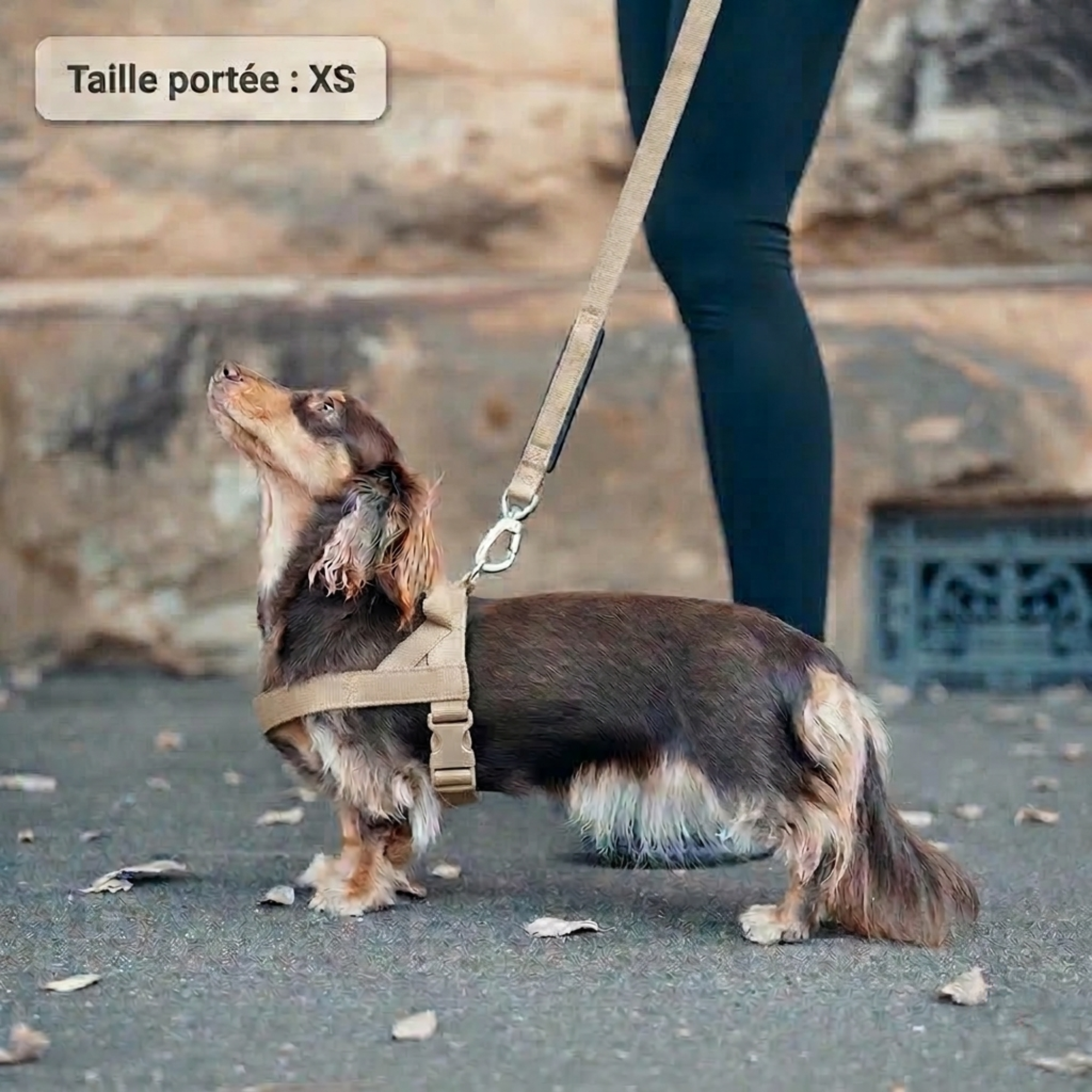 PAWKIT — Fini les promenades où votre chien tire