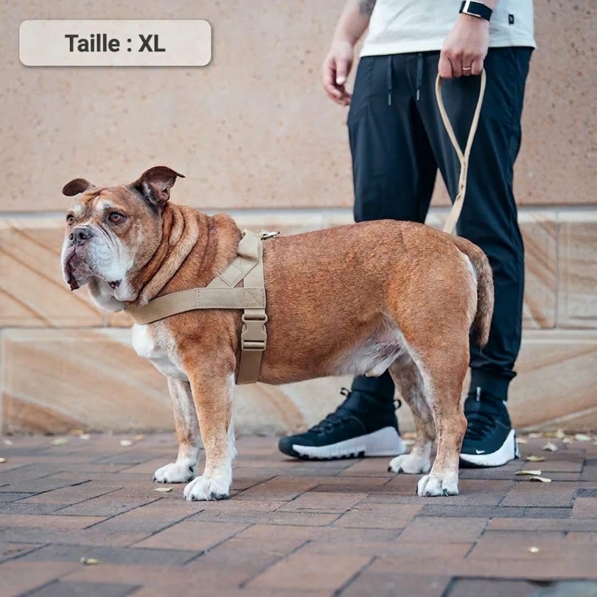 PAWKIT — Fini les promenades où votre chien tire