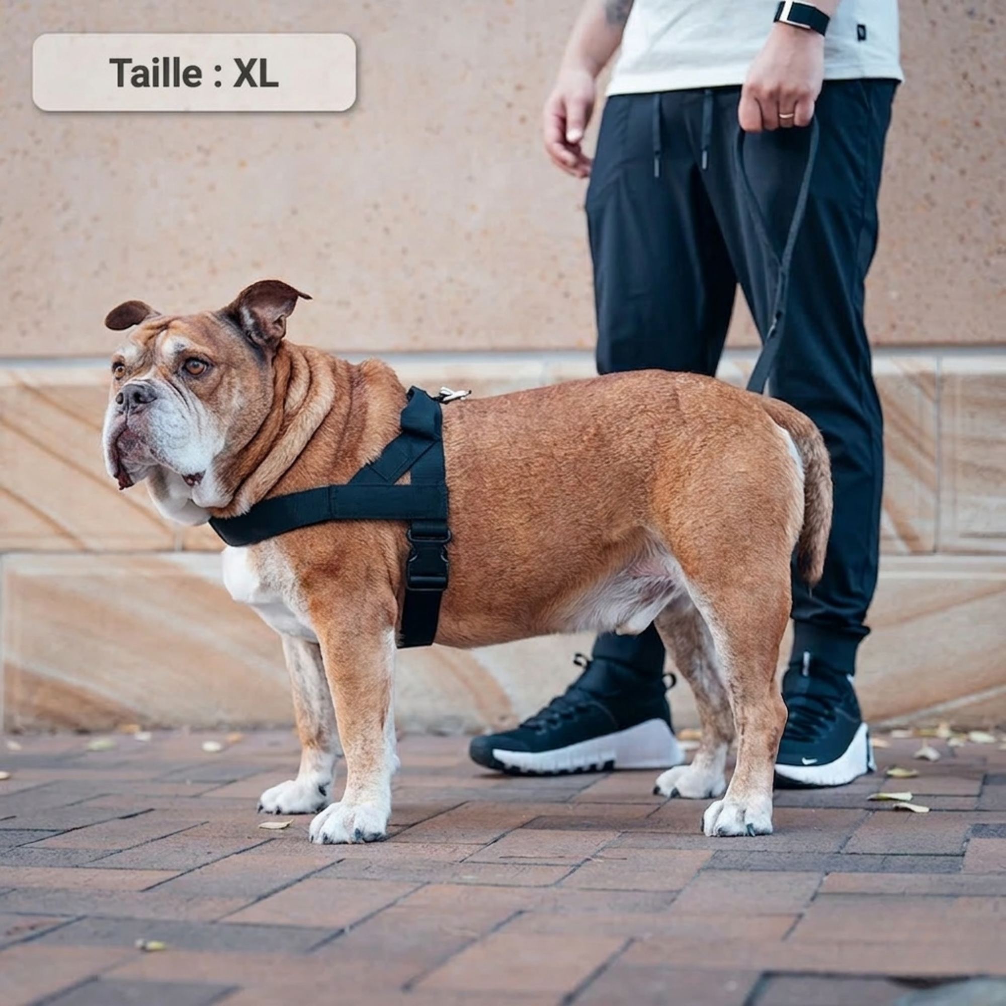 PAWKIT — Fini les promenades où votre chien tire