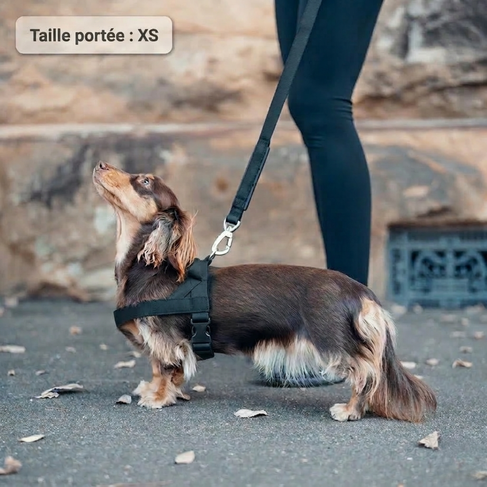 PAWKIT — Fini les promenades où votre chien tire