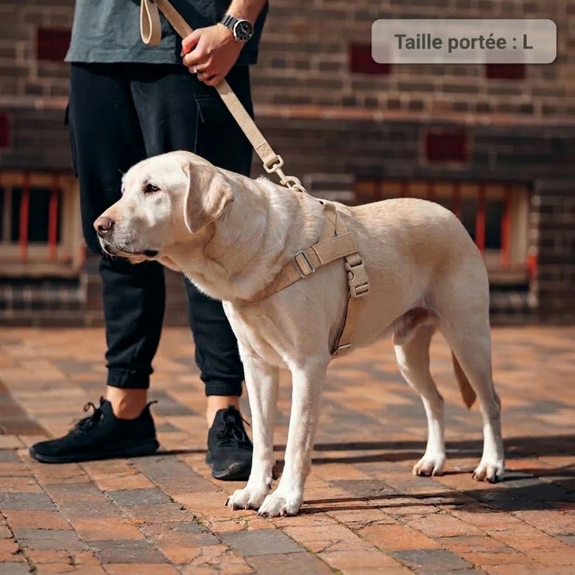 PAWKIT — Fini les promenades où votre chien tire