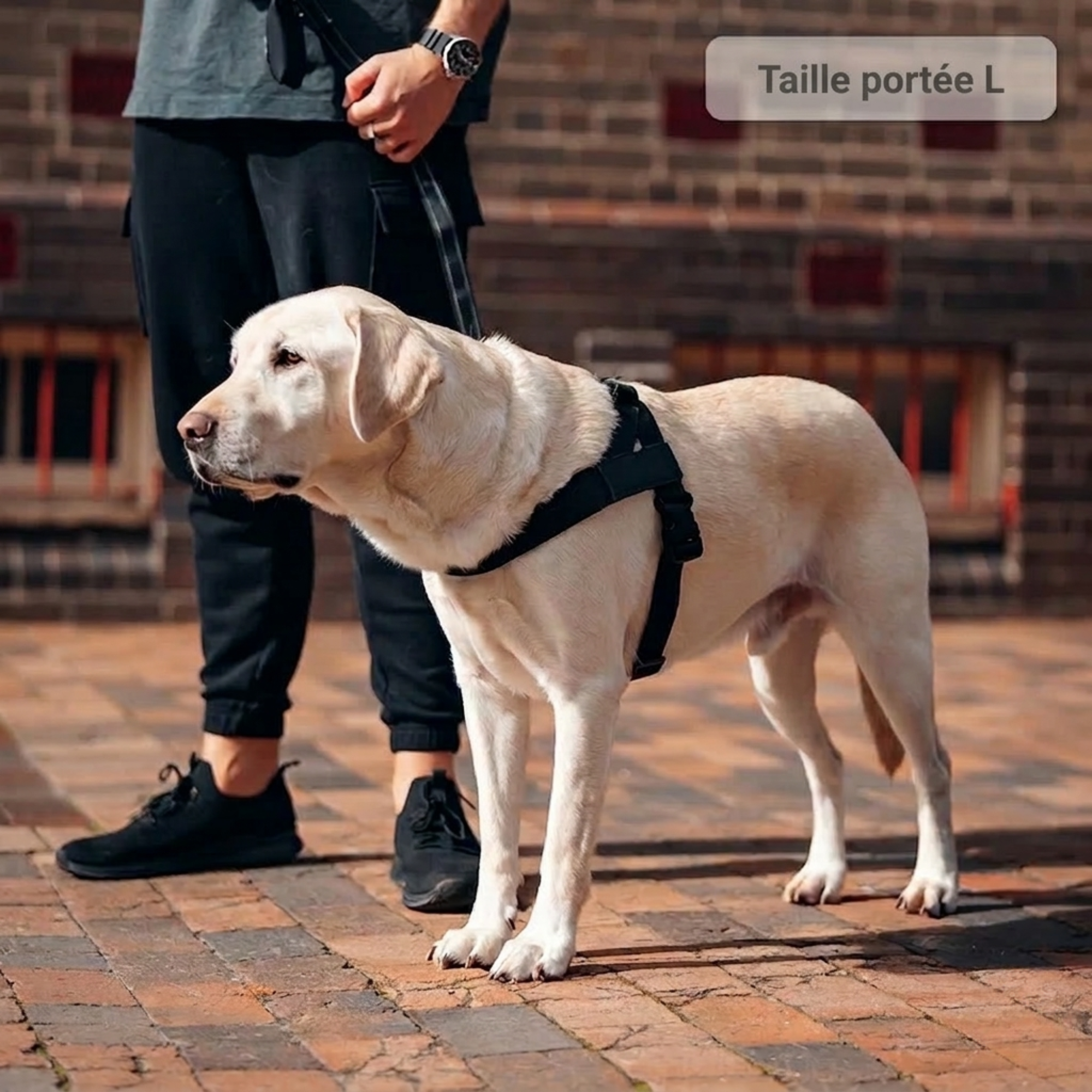 PAWKIT — Fini les promenades où votre chien tire